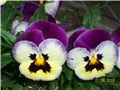  maćuhice - lat. Viola x wittrockiana (multiflora)